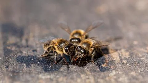 Worker bee gathering with selective focus and blurred background Stock Photos