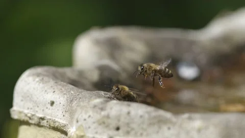 WORKER BEE HOVERING BEFORE LANDING. SUPER SLO-MO. 2K. Stock Footage 131367196