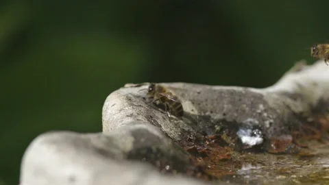 WORKER BEE HOVERING OVER WATER STATION IN SUPER SLOW MOTION, 2K. Stock Footage 131368945