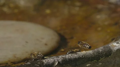WORKER BEE HOVERING OVER WATER STATION IN SUPER SLOW MOTION, 2K. Stock Footage 131371129