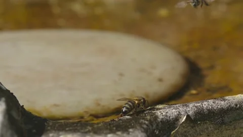 WORKER BEE HOVERING OVER WATER DRINKING STATION IN SUPER SLOW MOTION, 2K. Stock Footage 131372198