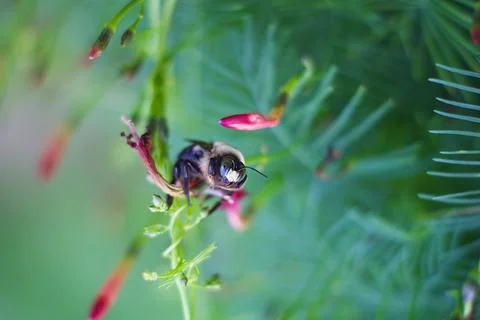 Worker Bee Stock Photos