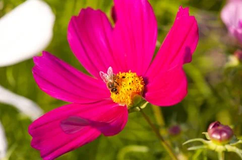 Worker bee pollinates pink Cosmos bipinnatus Stock Photos