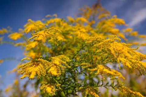 Worker bee pollinates Solidago virgaurea Foto stock