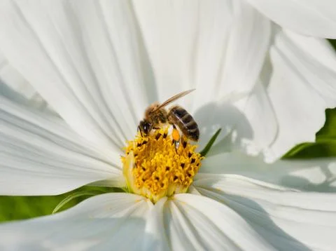 Worker bee pollinates white Cosmos bipinnatus Foto stock