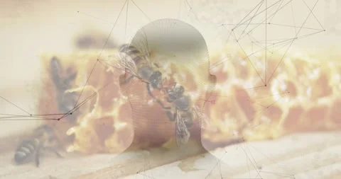 Worker bee probing comb, starting cluster as bees moving under head-network Stock Footage 332280607
