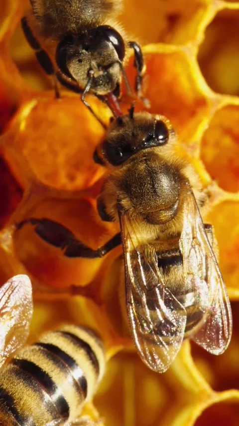 Worker bee returns to the hive with collected nectar, it passes the nectar to Stock Footage 313994914