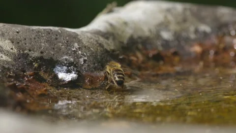 WORKER BEE ROTATING HIND LEG IN WATER, SUPER SLO-MO, 2K. Stock Footage 131369485