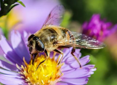 Worker bee on Sapphire Mist aster flowers in autumn garden Stock Photos