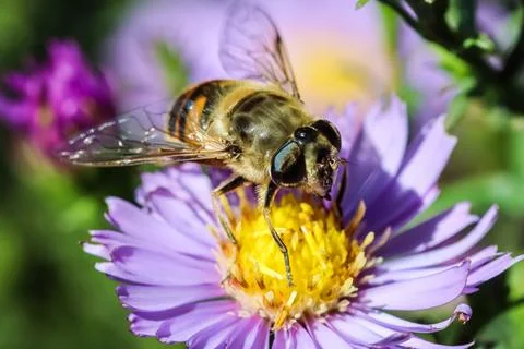 Worker bee on Sapphire Mist aster flowers in autumn garden Stock Photos