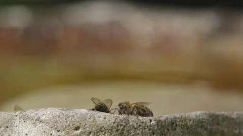 WORKER BEE SLOW MO PREENING AND FLYING Stock Footage 131366547