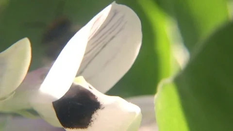 Worker Bee Sucking Nectar Stock Footage 83088968