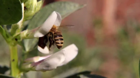 Worker Bee Sucking Nectar Stock Footage 83089466