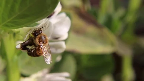 Worker Bee Sucking Nectar Stock Footage 83089555