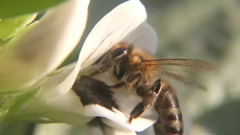 Worker Bee Sucking Nectar Stock Footage 83089640