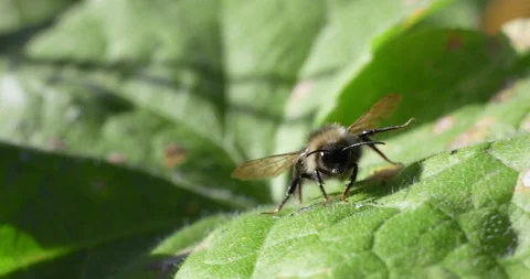 Worker Bee Walking On The Green Leaf Stock Footage 95169626