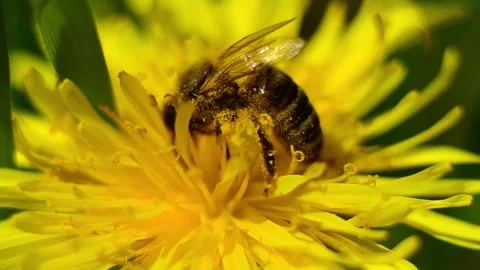 A worker bee works to collect nectar in a field on a yellow flower Stock Footage 153961256