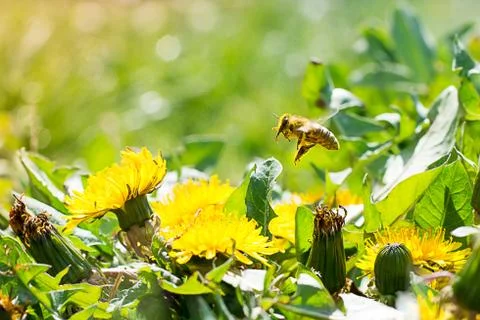 Worker bee on the yellow dandelion Stock Photos