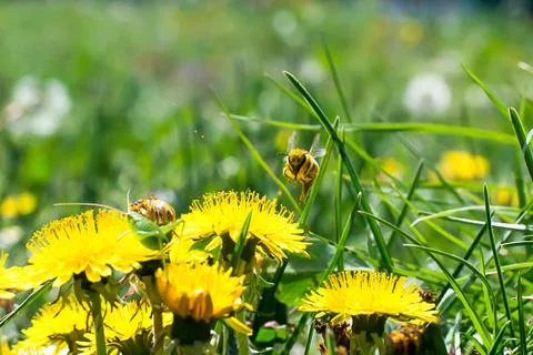 Worker bee on the yellow dandelion Stock Photos