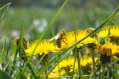 Worker bee on the yellow dandelion Stock Photos