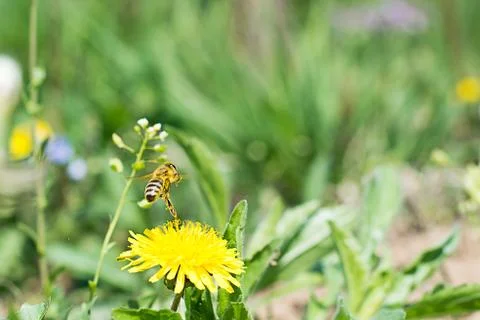 Worker bee on the yellow dandelion Stock Photos