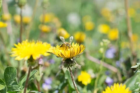 Worker bee on the yellow dandelion Stock Photos