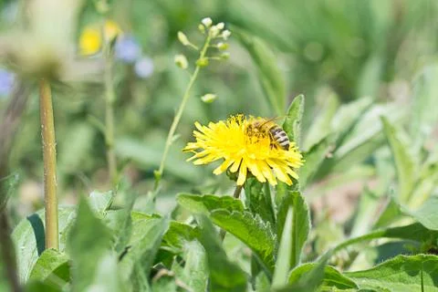 Worker bee on the yellow dandelion Stock Photos