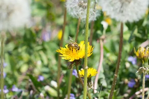 Worker bee on the yellow dandelion Stock Photos