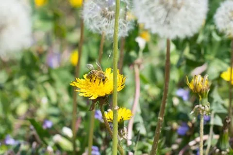 Worker bee on the yellow dandelion Stock Photos