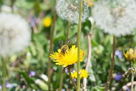 Worker bee on the yellow dandelion Stock Photos