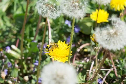 Worker bee on the yellow dandelion Stock Photos