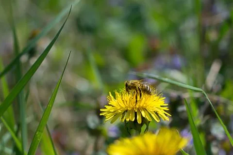 Worker bee on the yellow dandelion Stock Photos