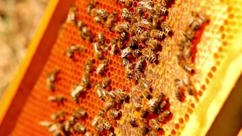Worker Bees in an Apiary Stock Footage 276296299