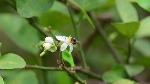 Worker bees are collecting nectar from the white flowers. Video stock 337885871