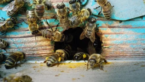 Worker bees arrive enter and exit the entrance of an artificial hive. Beekeeping Stock Footage 255648265