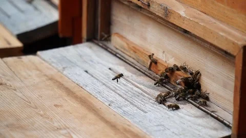 Worker Bees Carrying Nectar to the Hive, Close-Up Honeybee Activity Video stock 306100504