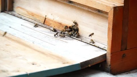 Worker Bees Carrying Nectar to the Hive, Close-Up Honeybee Activity Video stock 306100581