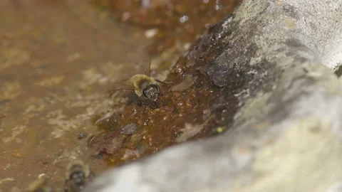 WORKER BEES COLLECTING WATER. 4k. Stock Footage 130459968