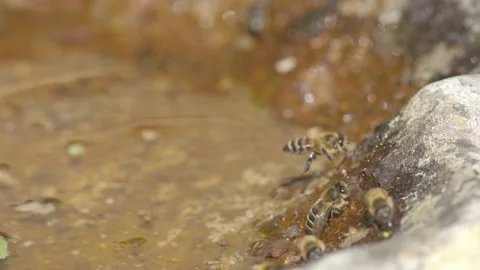 WORKER BEES COLLECTING WATER 4K Stock Footage 130461336