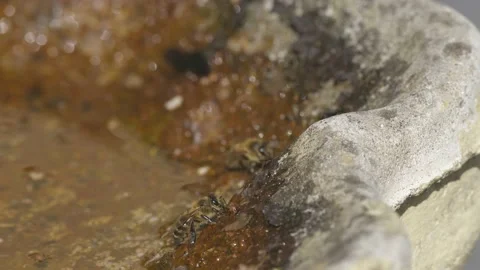 WORKER BEES COLLECTING WATER SLOW-MO 2K Stock Footage 130459878