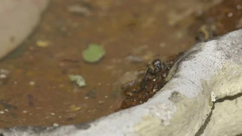 WORKER BEES COLLECTING WATER SLOW-MO 2K Stock Footage 130461182