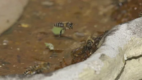 WORKER BEES COLLECTING WATER SLOW-MO 2K Stock Footage 130461207
