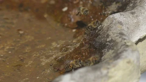 WORKER BEES COLLECTING WATER SLOW-MO 2K Stock Footage 130559377