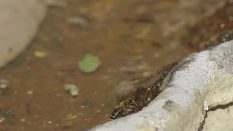 WORKER BEES COLLECTING WATER SLOW-MO 2K Stock Footage 130559622