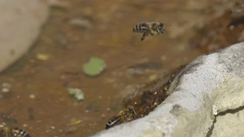 WORKER BEES COLLECTING WATER SLOW-MO 2K Stock Footage 130559654