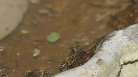 WORKER BEES COLLECTING WATER SLOW-MO 2K Stock Footage 130560428