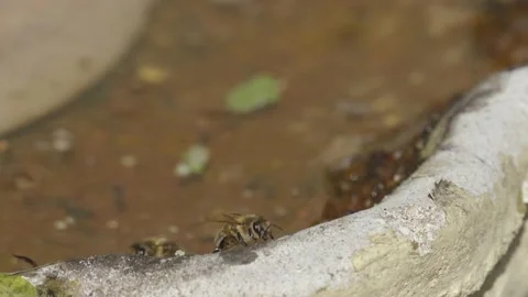 WORKER BEES COLLECTING WATER SLOW-MO 2K Stock Footage 130560954