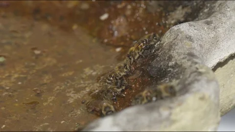 WORKER BEES COLLECTING WATER SLOW-MO 2K Stock Footage 130572632
