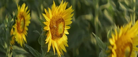 Worker bees on common sunlower by sunrise 5.7K scope video Stock Footage 319236614