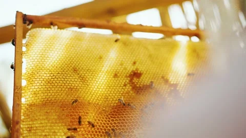 The worker bees crawl along the frame held by the beekeeper. Video stock 225889193